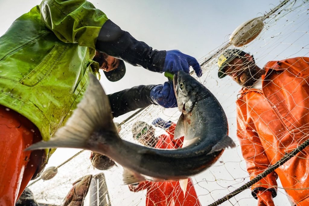 commercial salmon fishing photo Bri Dwyer