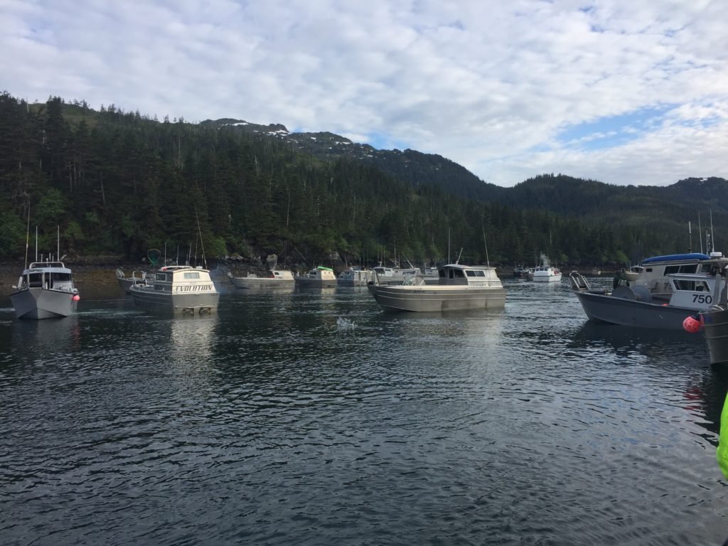 commercial salmon fishing Bristol Bay