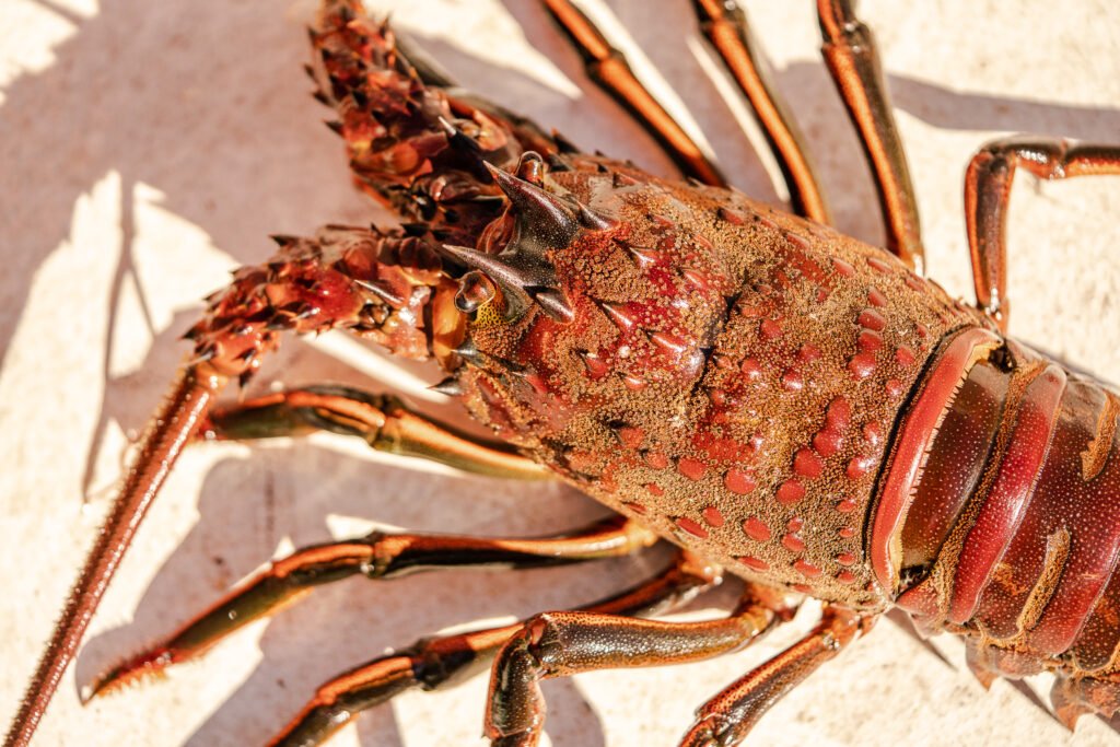 lobster-bri-dwyer-photography-CA