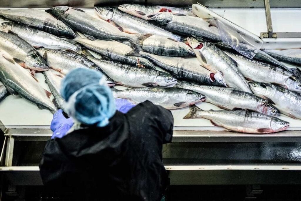 bri-dwyer-images-salmon-processing